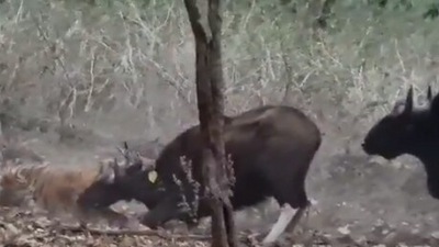 The image, taken from a Twitter video posted by Randeep Hooda, shows a tiger with its prey. (Twitter/@RandeepHooda)