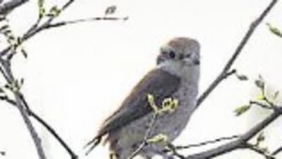The Borwn Shrike (Sourced)