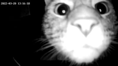 The image, taken from the Reddit video, shows the cat curiously looking at the hidden camera. (Reddit/@gigglebush88)