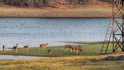 A herd of deer graze on the banks of Lake Tulsi (Photo: Instagram/@journoyogesh) A herd of deer graze on the banks of Lake Tulsi (Photo: Instagram/@journoyogesh)