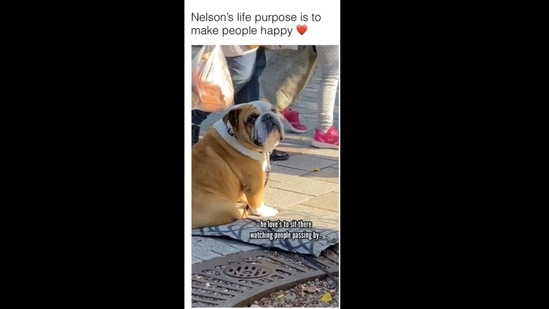 The dog loves to sit on a sidewalk so that people passing by can pet him. (dog/Instagram)