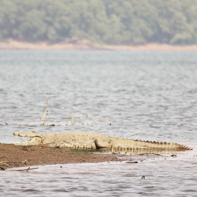 A crocodile basks in the sun on the banks of Vihar Lake (Photo: Instagram/@aareylovers) A crocodile basks in the sun on the banks of Vihar Lake (Photo: Instagram/@aareylovers)
