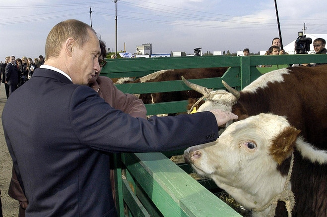 The Russia-Ukraine war has hiked cattle feed prices, Karnataka farmers face the brunt (AFP Image) The Russia-Ukraine war has hiked cattle feed prices, Karnataka farmers face the brunt (AFP Image)