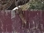 The leopard which strayed into Srinagar’s Church Lane area before being tranquillised by Kashmir wildlife officials.