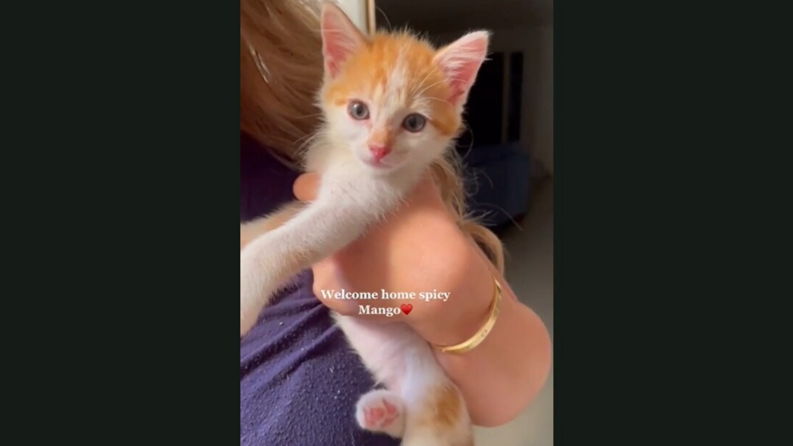 Rescued stray kitten gets forever home with dog siblings and