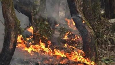 Around 0.2-hectare forest has been affected by fire in Uttarkashi forest division. Around 0.2-hectare forest has been affected by fire in Uttarkashi forest division.