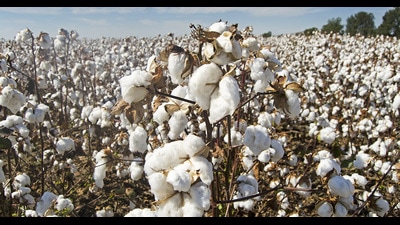 In Haryana, cotton is mainly grown in Sirsa, Fatehabad, Hisar, Bhiwani, Jind, Sonepat, Palwal, Gurugram, Faridabad, Rewari, and Charkhi Dadri districts. (HT File) In Haryana, cotton is mainly grown in Sirsa, Fatehabad, Hisar, Bhiwani, Jind, Sonepat, Palwal, Gurugram, Faridabad, Rewari, and Charkhi Dadri districts. (HT File)