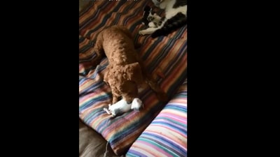 The image, taken from the Instagram video, shows the dog picking up the kitten to place it near the mama cat. (Screengrab)