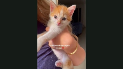 The rescued stray kitty in its human's arms. (Jukin Media) The rescued stray kitty in its human's arms. (Jukin Media)