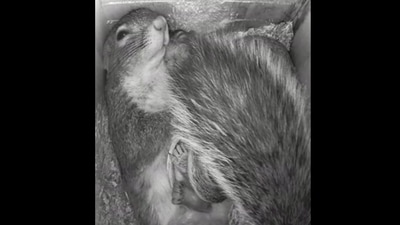 The image, taken from the Reddit video, shows the squirrel mama with her kid. (Reddit/@reddit1896s)
