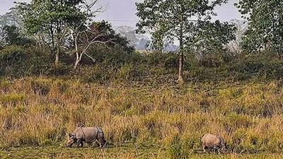 The cabinet decision came after the Supreme Court-appointed central empowered committee (CEC) pulled up the Assam government earlier this month over slackness in protecting the animal corridors in Kaziranga. (File) The cabinet decision came after the Supreme Court-appointed central empowered committee (CEC) pulled up the Assam government earlier this month over slackness in protecting the animal corridors in Kaziranga. (File)