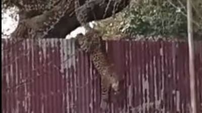 The leopard which strayed into Srinagar’s Church Lane area before being tranquillised by Kashmir wildlife officials. (Twitter/@79BNSNRCRPF)