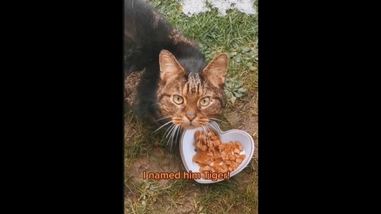 Woman adopts stray cat after feeding it and making home for ...