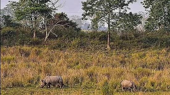 Assam cabinet approves eco-sensitive zone, animal corridors in Kaziranga -  Hindustan Times