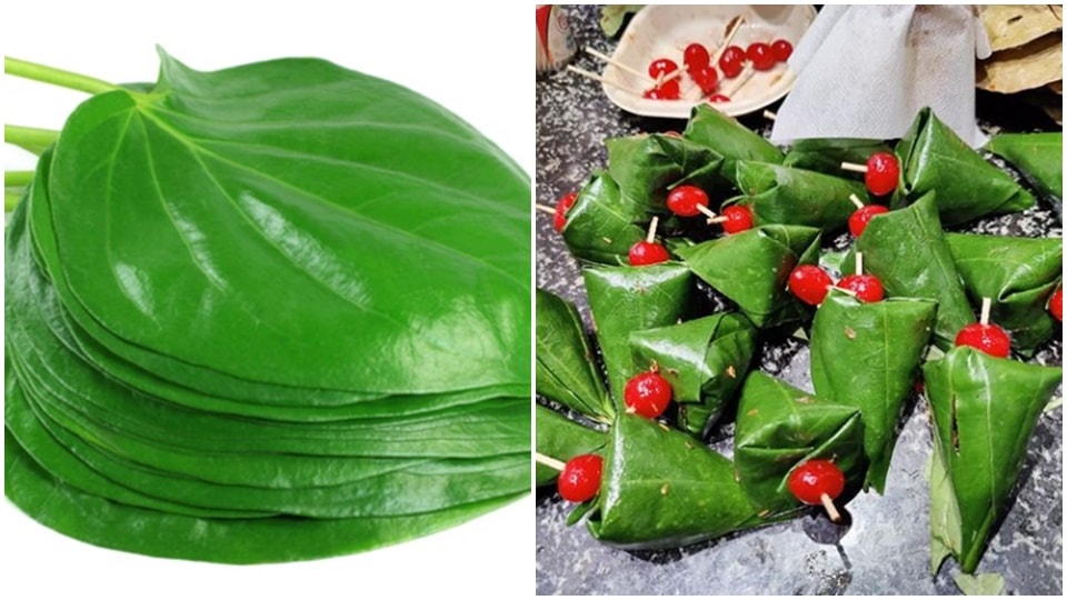According to Ayurveda, betel leaves is packed with medicinal and other health benefits (File photo, Instagram/tajfamilypancafe) According to Ayurveda, betel leaves is packed with medicinal and other health benefits (File photo, Instagram/tajfamilypancafe)