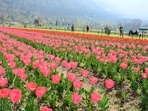 The image, posted on Twitter, shows the flowers in bloom in Srinagar's iconic Tulip Garden. The image, posted on Twitter, shows the flowers in bloom in Srinagar's iconic Tulip Garden.