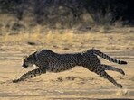 The cheetah relocation project is important as it would help conservationists to understand the behaviour of cheetahs in a new habitat. (Getty/Representational Image)