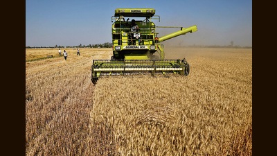 Experts said, the climate keeps changing in different states but we believe high-yielding varieties grown by farmers is a key factor. (REUTERS) Experts said, the climate keeps changing in different states but we believe high-yielding varieties grown by farmers is a key factor. (REUTERS)
