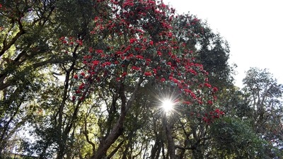 A tree census conducted by local residents showed that over 450 trees had nails, tree guards, barbed wires etc.