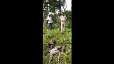 A leopard carcass was spotted by local farmers in a sugarcane field on Thursday. (HT Photo)