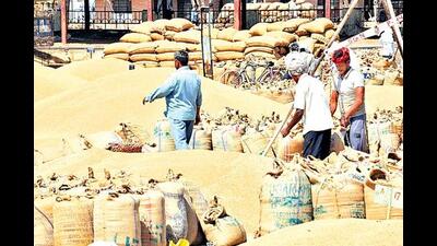 Most of the Middle-East countries dependent on Ukraine and Russia for food requirements, particularly wheat, are now looking towards India for their foodgrain requirements, said a food department officer in Punjab. (HT File Photo/ Representational image) Most of the Middle-East countries dependent on Ukraine and Russia for food requirements, particularly wheat, are now looking towards India for their foodgrain requirements, said a food department officer in Punjab. (HT File Photo/ Representational image)