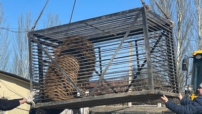 The image, shared on Facebook, shows the lion being evacuated from Ukraine. (Facebook/@Tim Locks) The image, shared on Facebook, shows the lion being evacuated from Ukraine. (Facebook/@Tim Locks)