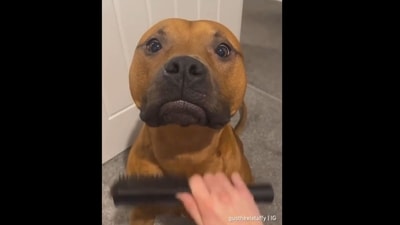 A screengrab of the video of a dog making a puppy face. ( dogsofinstagram/Instagram)