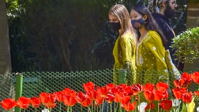 Visitors view fully bloomed tulip flowers at the Lodhi Gardens, in New Delhi. (PTI) Visitors view fully bloomed tulip flowers at the Lodhi Gardens, in New Delhi. (PTI)