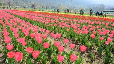 The image, posted on Twitter, shows the flowers in bloom in Srinagar's iconic Tulip Garden. (Twitter/@OfficeOfLGJandK) The image, posted on Twitter, shows the flowers in bloom in Srinagar's iconic Tulip Garden. (Twitter/@OfficeOfLGJandK)