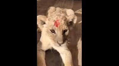 The baby lion after getting marked like Simba from Disney's The Lion King. (instagram/@safariaitana) The baby lion after getting marked like Simba from Disney's The Lion King. (instagram/@safariaitana)