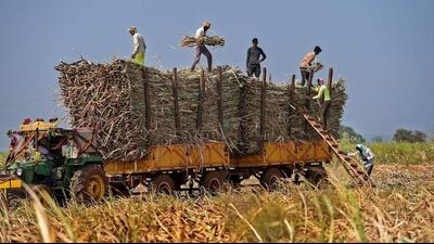 Police said that the 14 Bihar labourers worked at sugarcane fields in Kanahapur village in Karnataka. (Picture for representation) Police said that the 14 Bihar labourers worked at sugarcane fields in Kanahapur village in Karnataka. (Picture for representation)