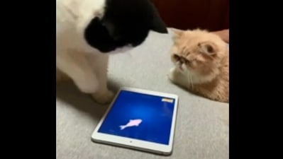 The image, taken from the Reddit video, shows a cat looking at a kitty playing a game on a tablet. (Reddit/@Swomiplelledofa)