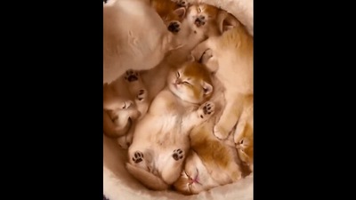 The image from the Reddit video shows the mama cat gently waking up her kittens. (Reddit/@spyrg)