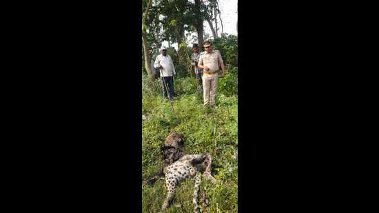 Leopard carcass found in Dudhwa buffer zone - Hindustan Times