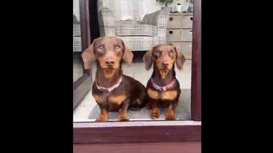 are dachshunds good dogs