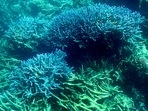 The mass bleaching report emerged four days after the United Nations began a monitoring mission to assess whether the World Heritage site is being protected from climate change.(AFP) The mass bleaching report emerged four days after the United Nations began a monitoring mission to assess whether the World Heritage site is being protected from climate change.(AFP)