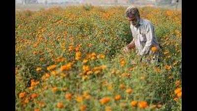 Aromatic crops are widely cultivated around the world due to their high-value essential oils, which are used in agrochemical, food, flavouring, perfumery, and pharmaceutical industries. (Representative Image/HT File)