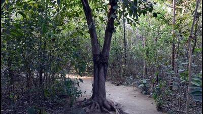 There was a slight decline in Delhi’s forest cover, which now stands at 194.24 sqkm, as opposed to 195.44 sqkm in 2019. (Arvind Yadav/HT Photo)
