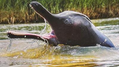 Dolphins act as ideal ecological indicators of a healthy aquatic ecosystem and conservation of the dolphins will, therefore, benefit the survival of the species, the government said (Twitter/@byadavbjp) Dolphins act as ideal ecological indicators of a healthy aquatic ecosystem and conservation of the dolphins will, therefore, benefit the survival of the species, the government said (Twitter/@byadavbjp)