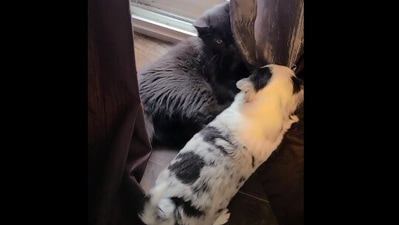 The image, taken from the Reddit video, shows the kitten and the puppy meeting for the first time. (Reddit/@fiesty89)