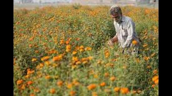 Aromatic crops are widely cultivated around the world due to their high-value essential oils, which are used in agrochemical, food, flavouring, perfumery, and pharmaceutical industries. (Representative Image/HT File)