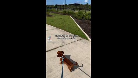 The image, taken from the video, shows the dog visit a dog park to make new friends. (Instagram/@@albert_dachshington)
