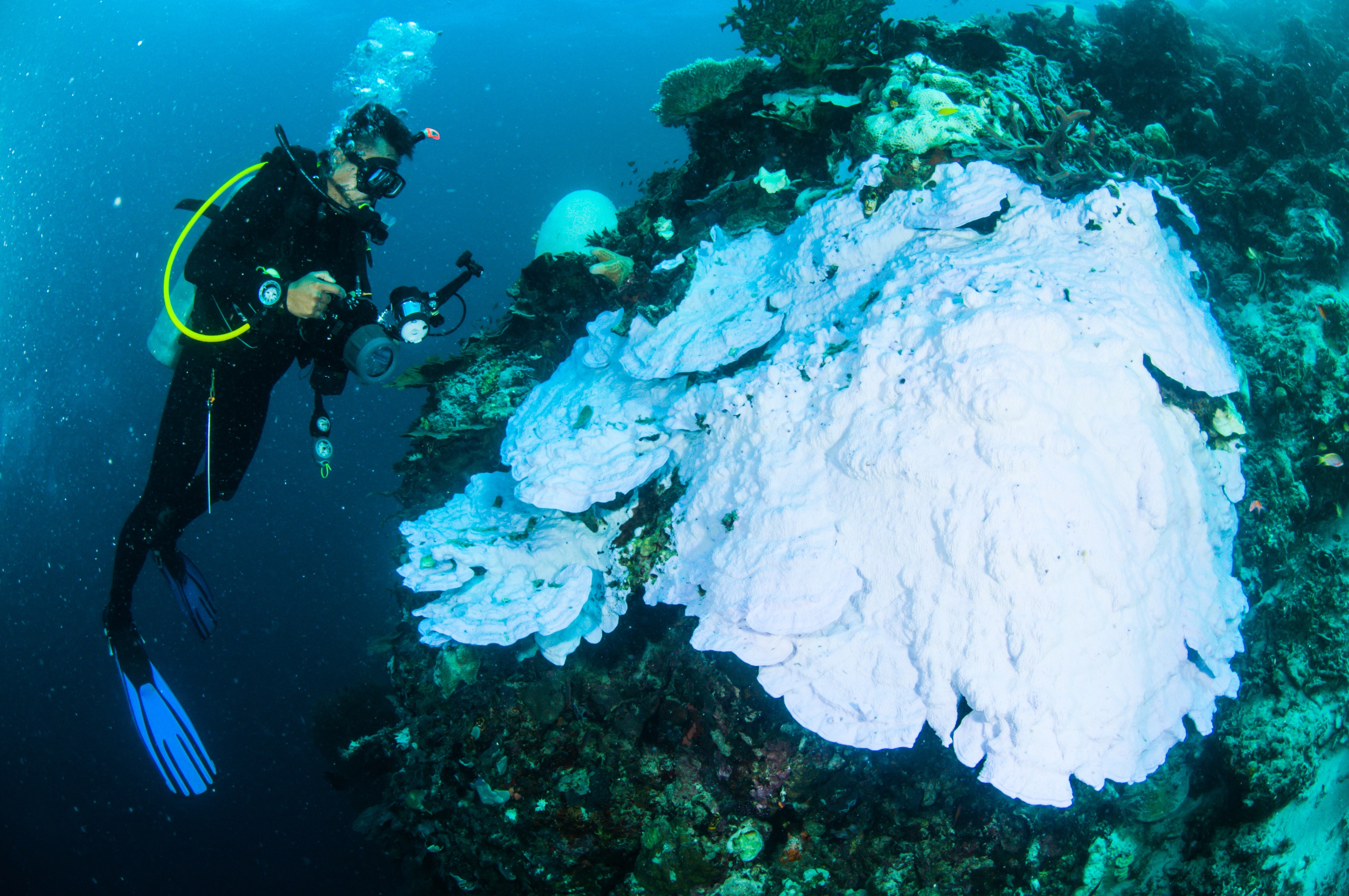 Marine heatwaves are periods of extremely high temperatures in the ocean, which leads to coral bleaching, seagrass destruction, and loss of kelp forests, affecting the fisheries sector adversely. (Shutterstock)
