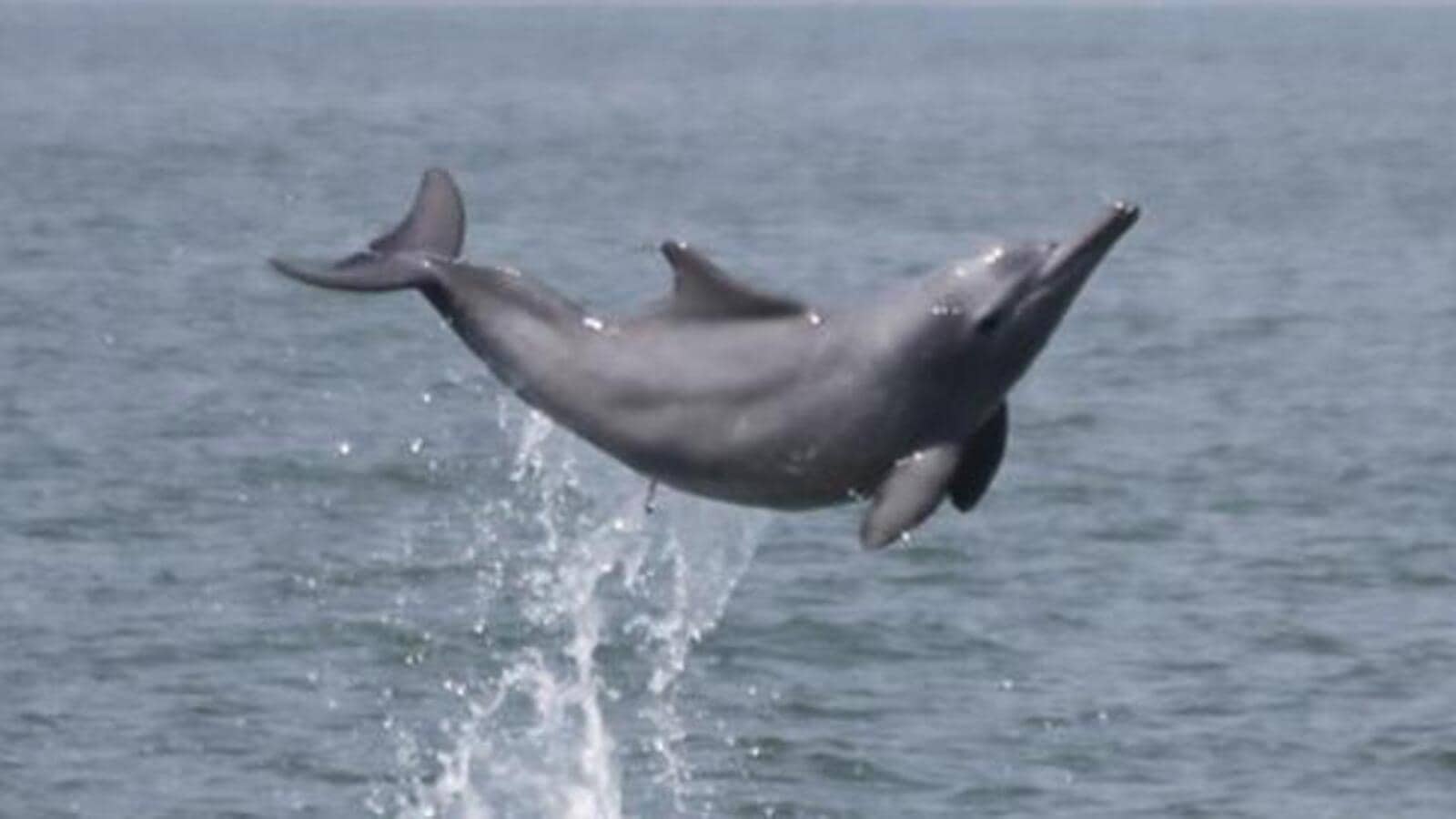 October 5 to be designated as National Dolphin Day Latest News India
