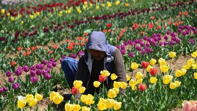 Kashmir’s iconic Tulip Garden was thrown open on March 23 to a grand response. More than 47,000 tourists and locals, including many VIPs and top officials of the Valley, have visited the place in these four days. Kashmir’s iconic Tulip Garden was thrown open on March 23 to a grand response. More than 47,000 tourists and locals, including many VIPs and top officials of the Valley, have visited the place in these four days.