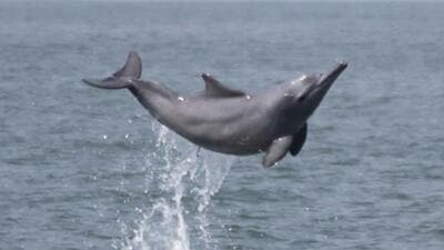 A WWF-India and the Uttar Pradesh forest department assessment in 2012 and 2015 recorded 1,272 dolphins in the Ganga, Yamuna, Chambal, Ken, Betwa, Son, Sharda, Geruwa, Gahagra, Gandak and Rapti. (HT FILE PHOTO,) A WWF-India and the Uttar Pradesh forest department assessment in 2012 and 2015 recorded 1,272 dolphins in the Ganga, Yamuna, Chambal, Ken, Betwa, Son, Sharda, Geruwa, Gahagra, Gandak and Rapti. (HT FILE PHOTO,)