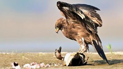 The Booted eagle on the Gadwall duck. (PHOTO: DR NISARGA) The Booted eagle on the Gadwall duck. (PHOTO: DR NISARGA)