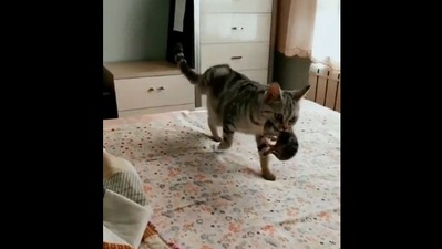 The image, taken from the Reddit video, shows the cat bringing her newborn to the human. (Reddit/@vladgrinch)