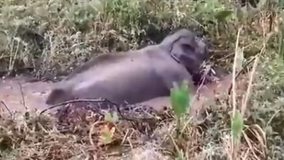 The image, taken from the Twitter video, shows the rescue of the 25-year-old elephant. (Twitter/@supriyasahuias)