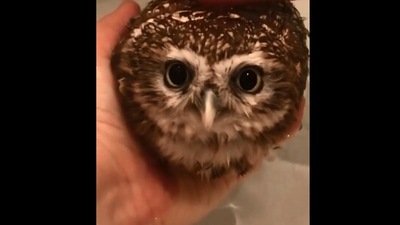 The image, taken from the Reddit video, shows the human giving a bath to their pet owl. (Reddit/@Tifa-chan)